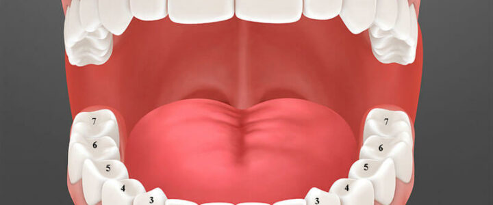 Bạn đã biết người trưởng thành có bao nhiêu cái răng?